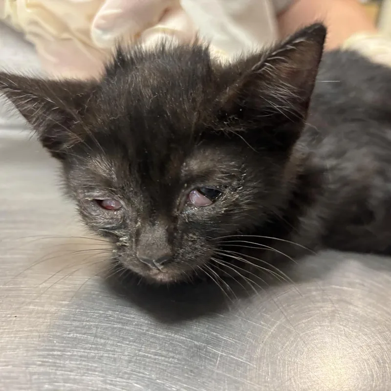 A baby small-sized female Black Domestic Short Hair cat named Tina for adoption in Jacksonville, FL