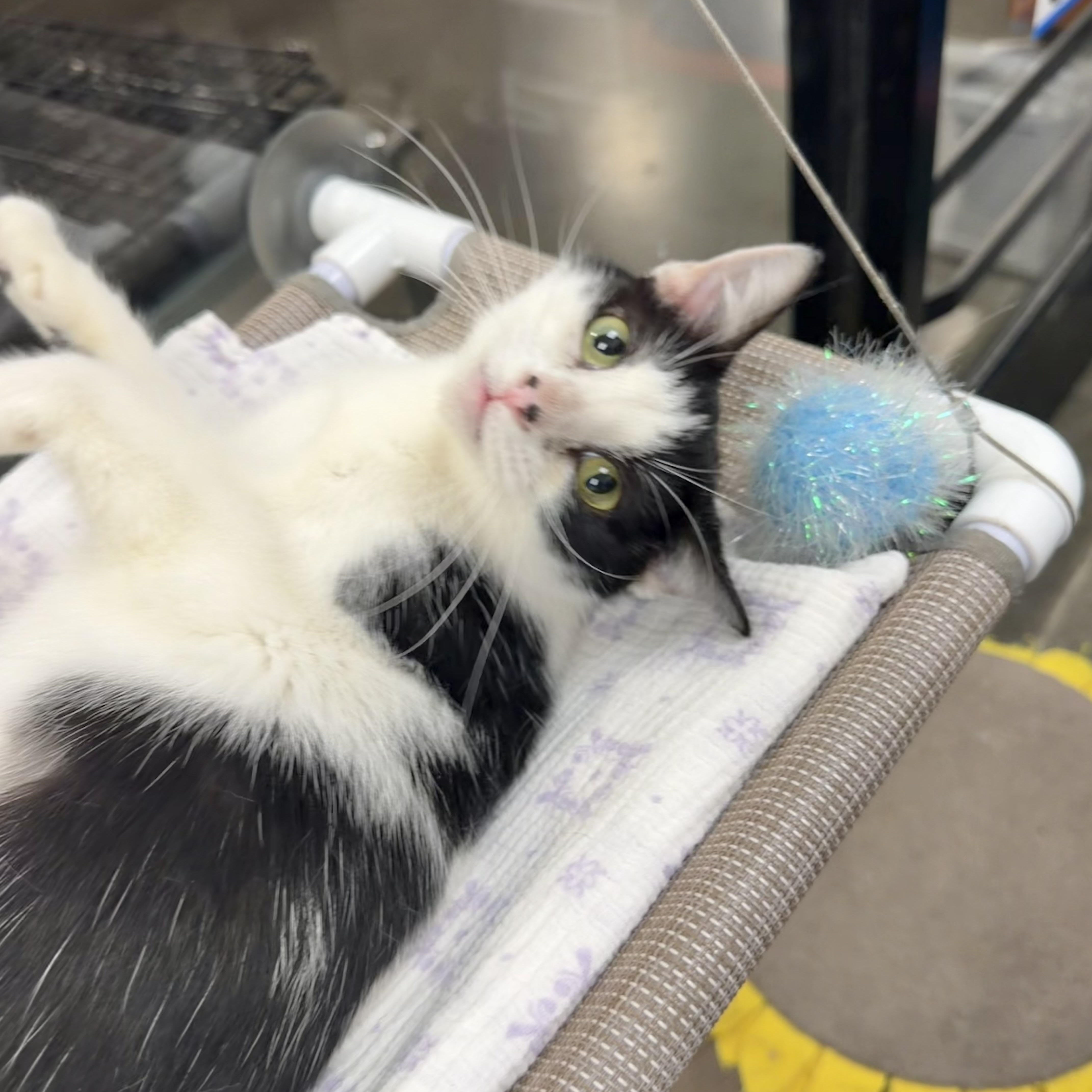 A young medium-sized female Tuxedo cat named Jade for adoption in Rock Hill, SC