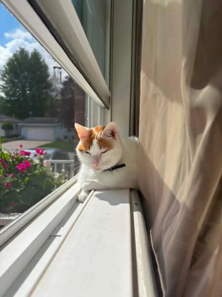 An adult medium-sized female Orange & White American Shorthair cat named Nessie for adoption in Waverly, IA