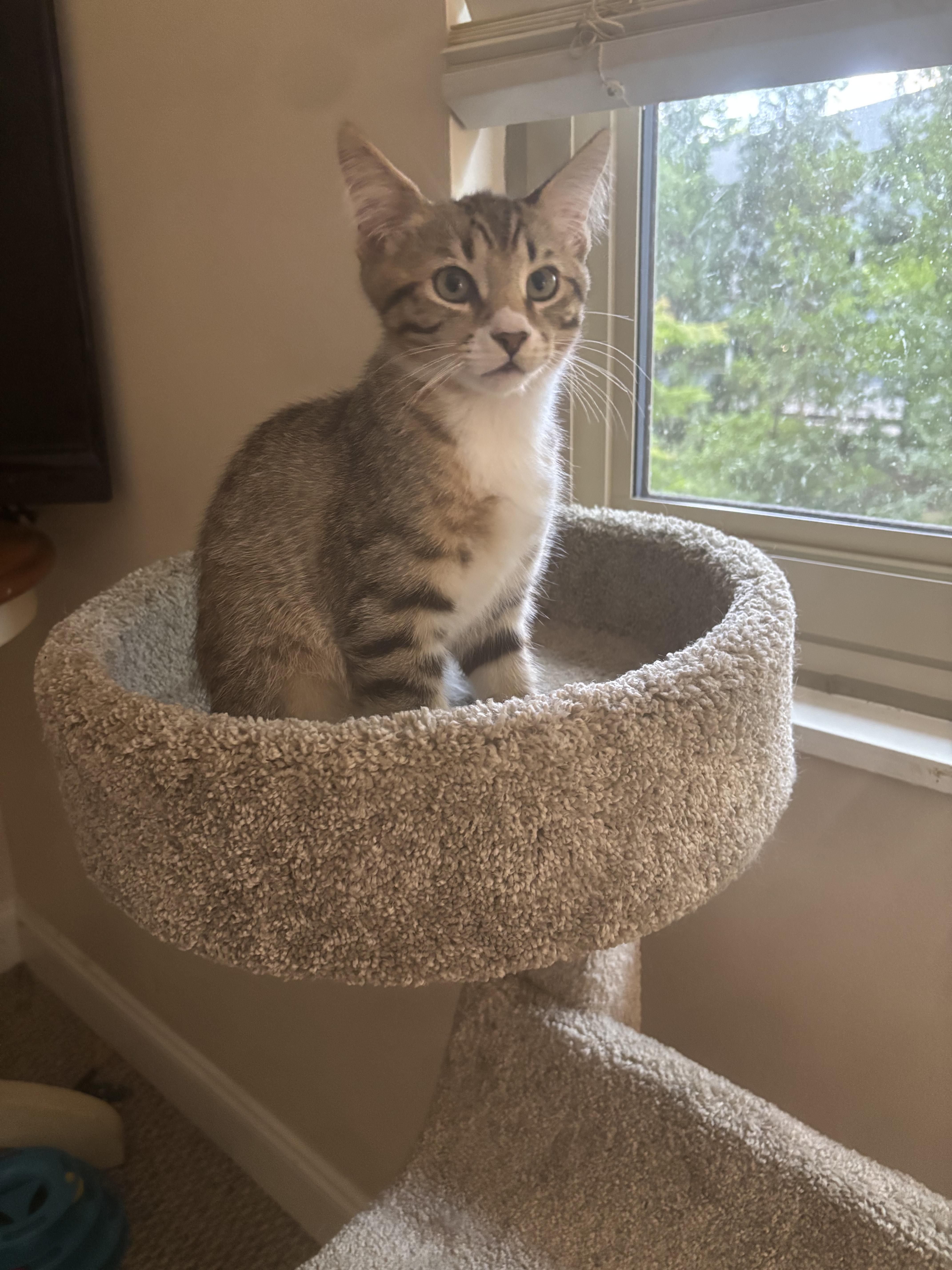 A baby small-sized male Buff / Tan / Fawn Tabby cat named Alex for adoption in Lawrenceville, GA