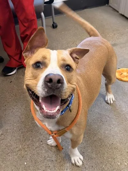 A young large-sized male Yellow / Tan / Blond / Fawn Pit Bull Terrier dog named La Bodega for adoption in Cleveland, OH