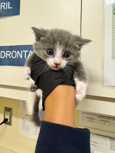 A baby small-sized male Domestic Short Hair cat named Jibber Jabber for adoption in Fremont, CA