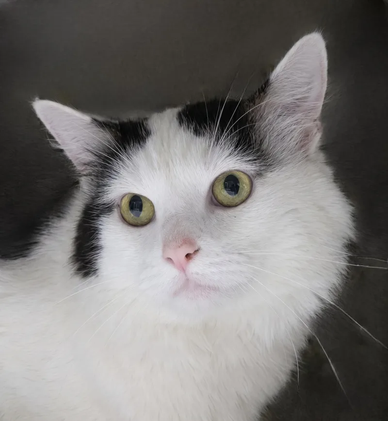 An adult medium-sized male Black & White / Tuxedo Domestic Long Hair cat named Moo for adoption in Pasadena, CA