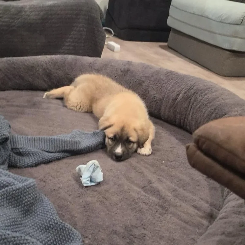 A baby large-sized female Apricot / Beige Great Pyrenees dog named Molly for adoption in Warren, RI