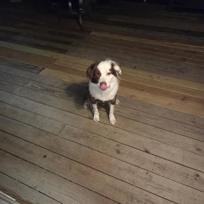A young medium-sized male Brown / Chocolate Border Collie dog named Kevin for adoption in Chesapeake Beach, MD