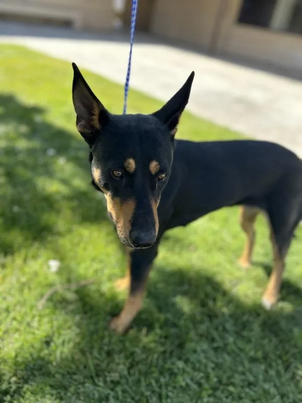 A young large-sized female Doberman Pinscher dog named Debbie for adoption in Victorville, CA