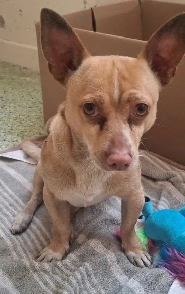 A young small-sized male Chihuahua dog named Gordo for adoption in St. Augustine, FL