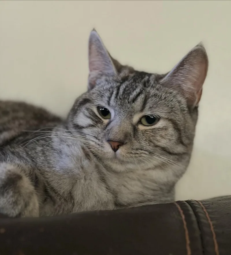A young medium-sized female Tabby (Gray / Blue / Silver) Domestic Medium Hair cat named Snowflake for adoption in El Monte, CA