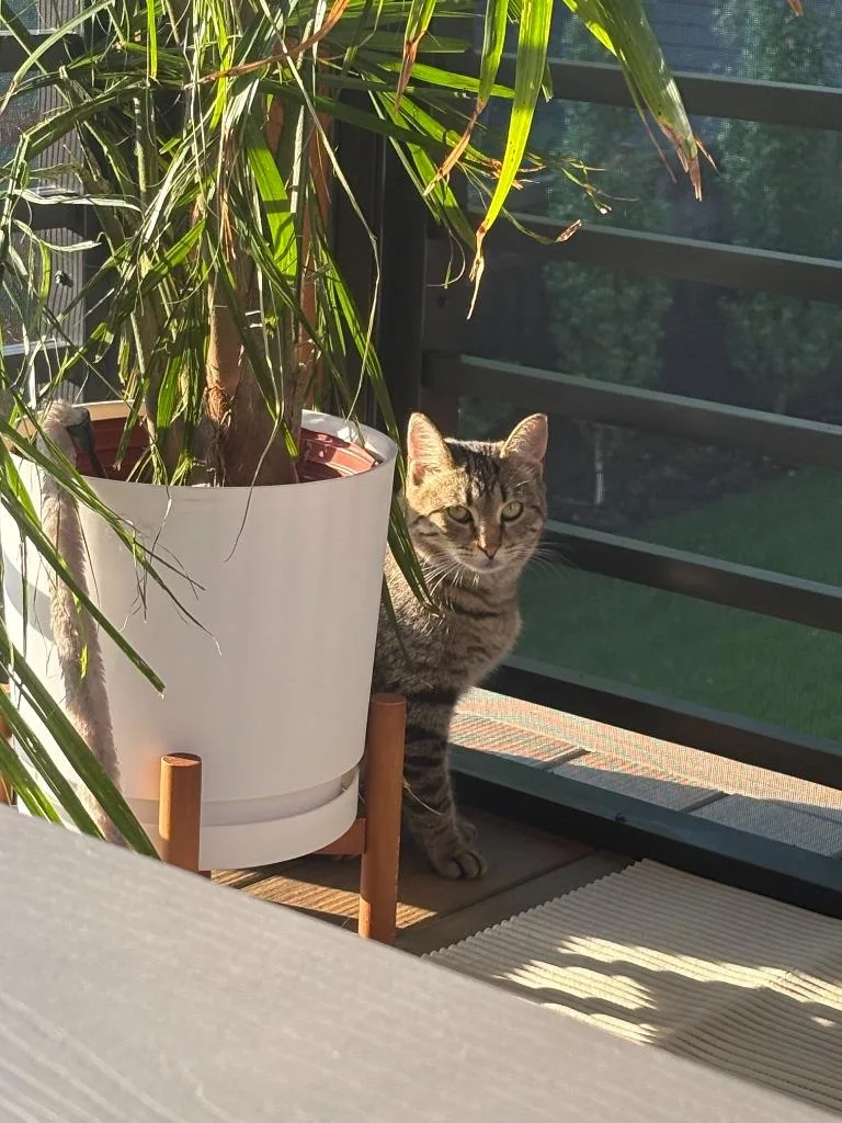 A young medium-sized female Domestic Short Hair cat named Storm for adoption in Minneapolis, MN
