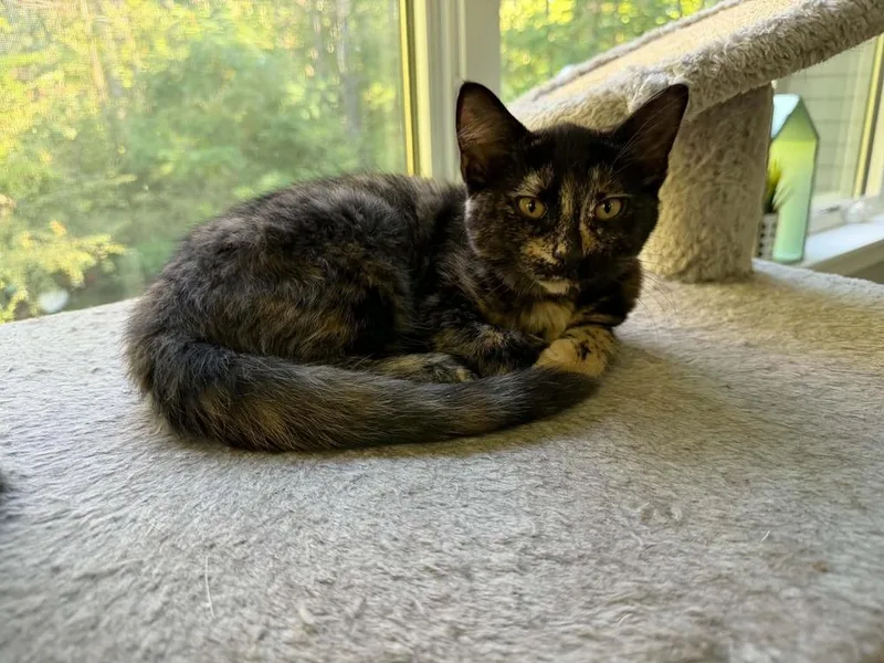 A baby small-sized female Domestic Short Hair cat named Molly Weasley for adoption in Muskegon, MI