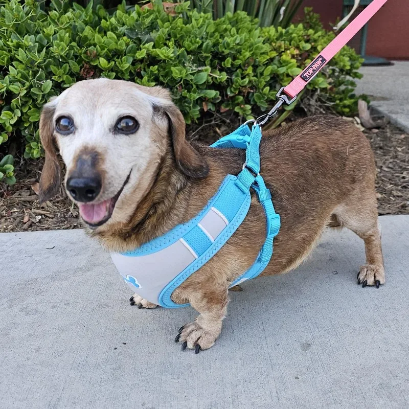 A senior small-sized female Red / Chestnut / Orange Dachshund dog named Sophia for adoption in Apple Valley, CA