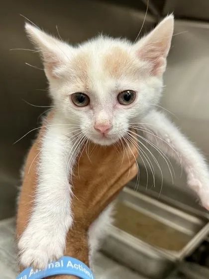 A baby medium-sized male White Domestic Short Hair cat named Code Red for adoption in Wichita, KS