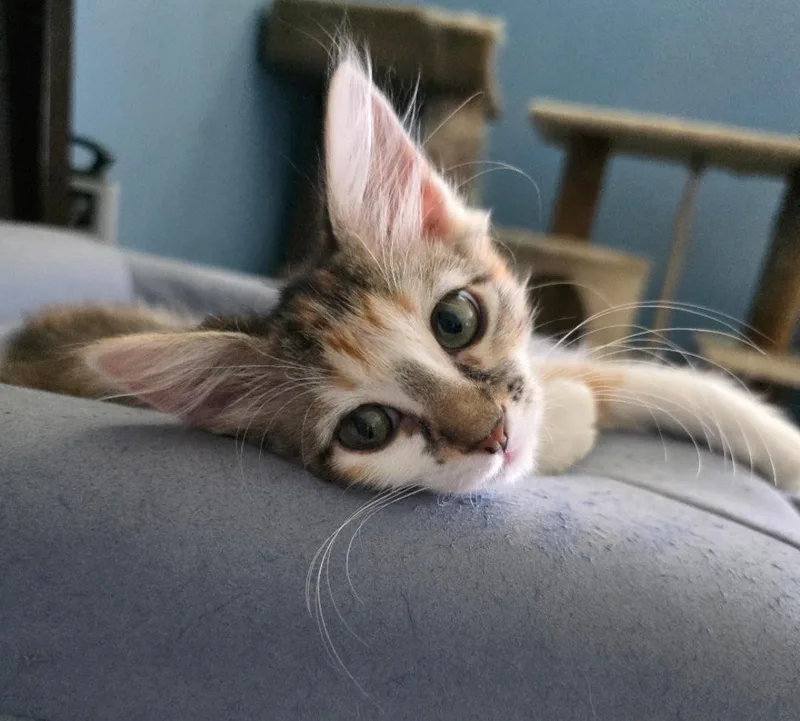 A young medium-sized female Domestic Short Hair cat named Hazel for adoption in Phoenix, AZ