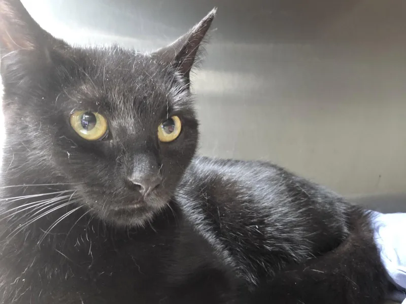 An adult medium-sized female Black Domestic Short Hair cat named Liberty Belle for adoption in Trenton, NJ