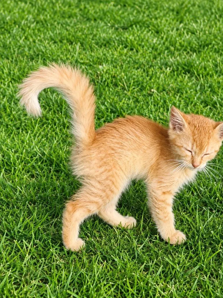 A baby small-sized female Domestic Medium Hair cat named Annie for adoption in Wauchula, FL