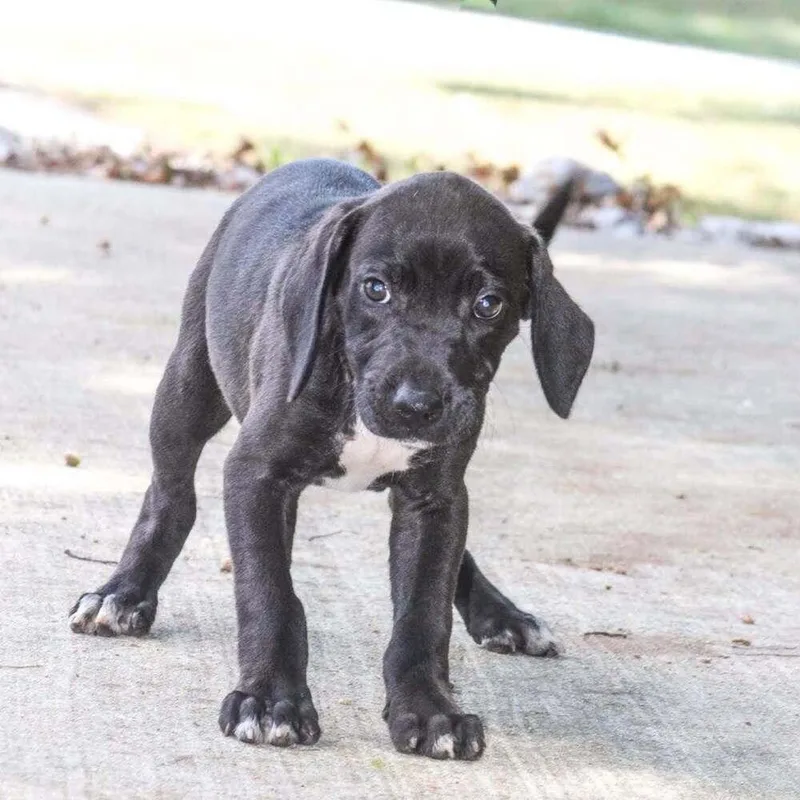 A baby medium-sized female Tricolor (Brown, Black, & White) Mixed Breed dog named Laconia for adoption in Groveland, MA