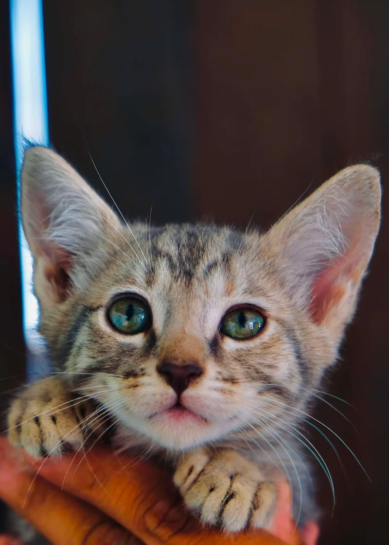 A baby small-sized female Domestic Short Hair cat named Duro Wat for adoption in San Diego, CA