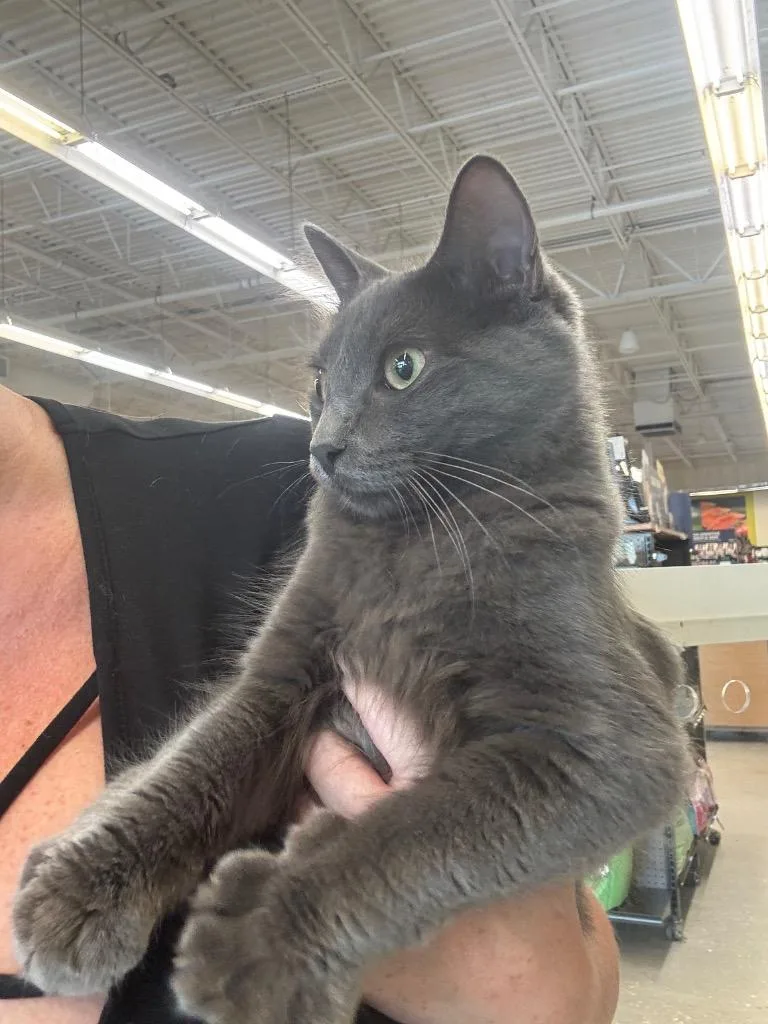 A baby medium-sized female Domestic Long Hair cat named Nala for adoption in Fort Myers, FL