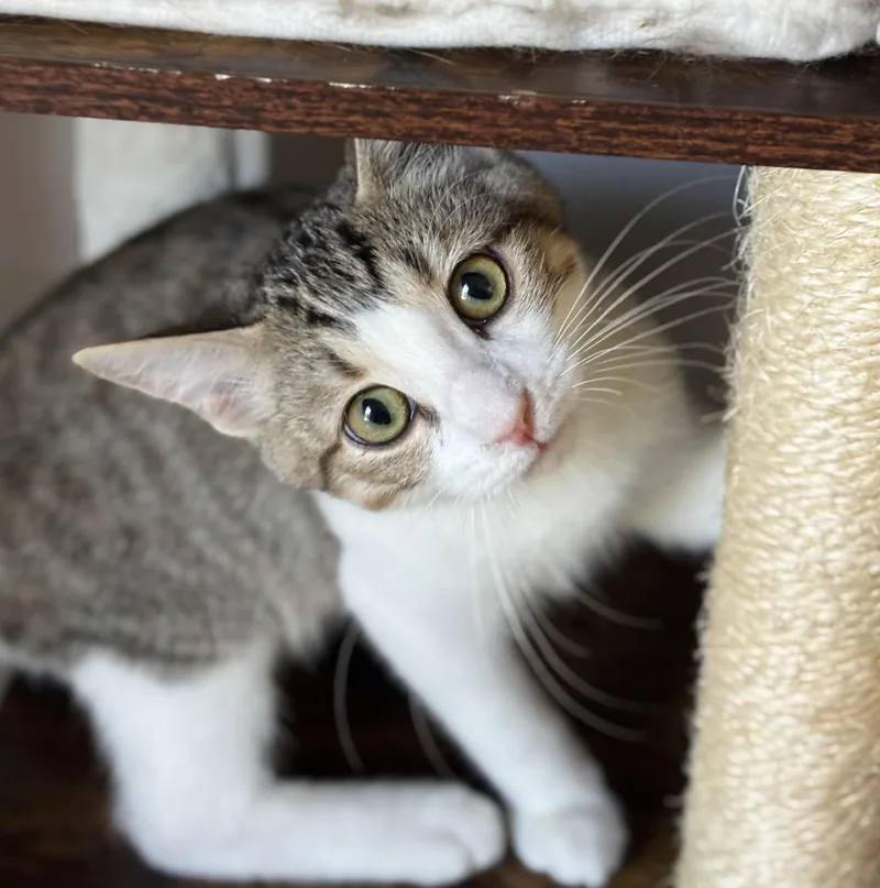 A baby medium-sized male Tabby (Buff / Tan / Fawn) Tuxedo cat named Dandy for adoption in Parker, TX