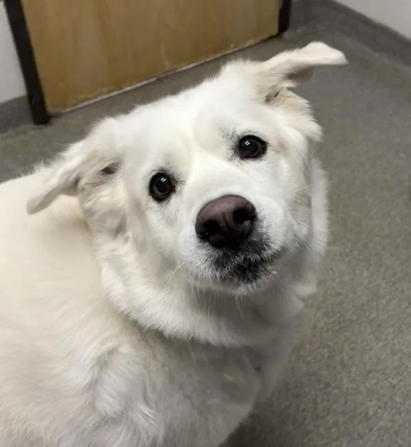 Gus