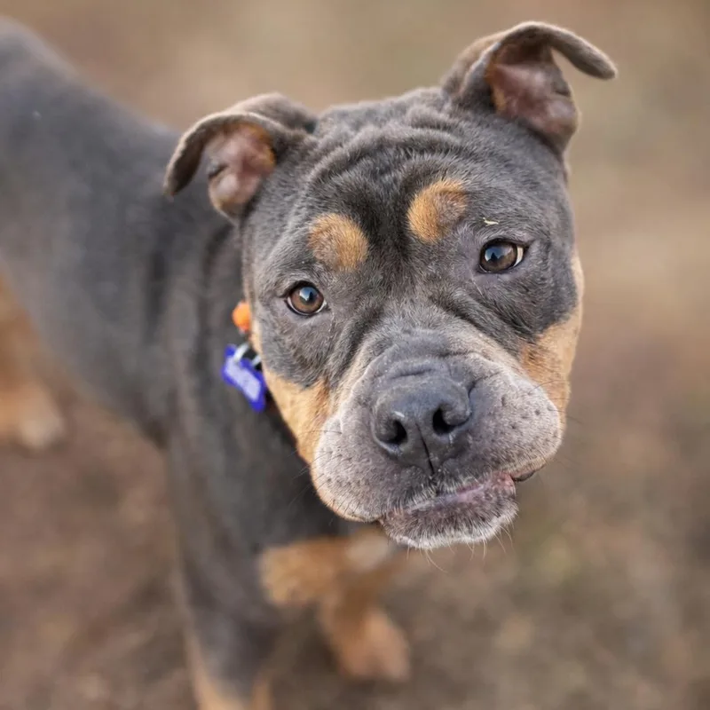 Buster Brown thumbnail 2