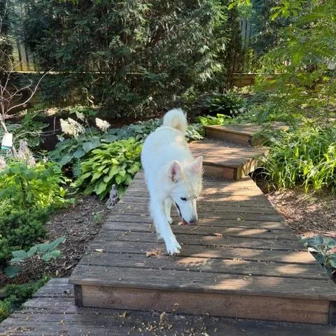 An adult large-sized male White / Cream German Shepherd Dog dog named Caspar C for adoption in Princeton, MN