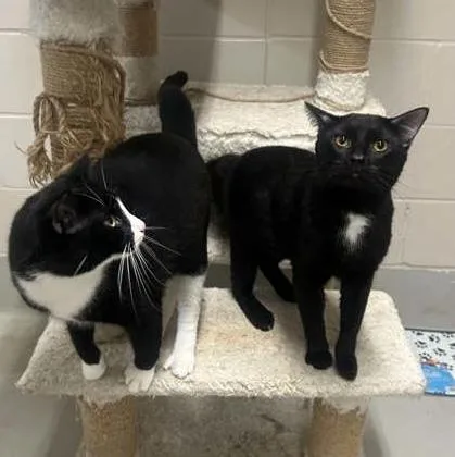 An adult large-sized male Black Domestic Short Hair cat named Fantum for adoption in Rochester, MN