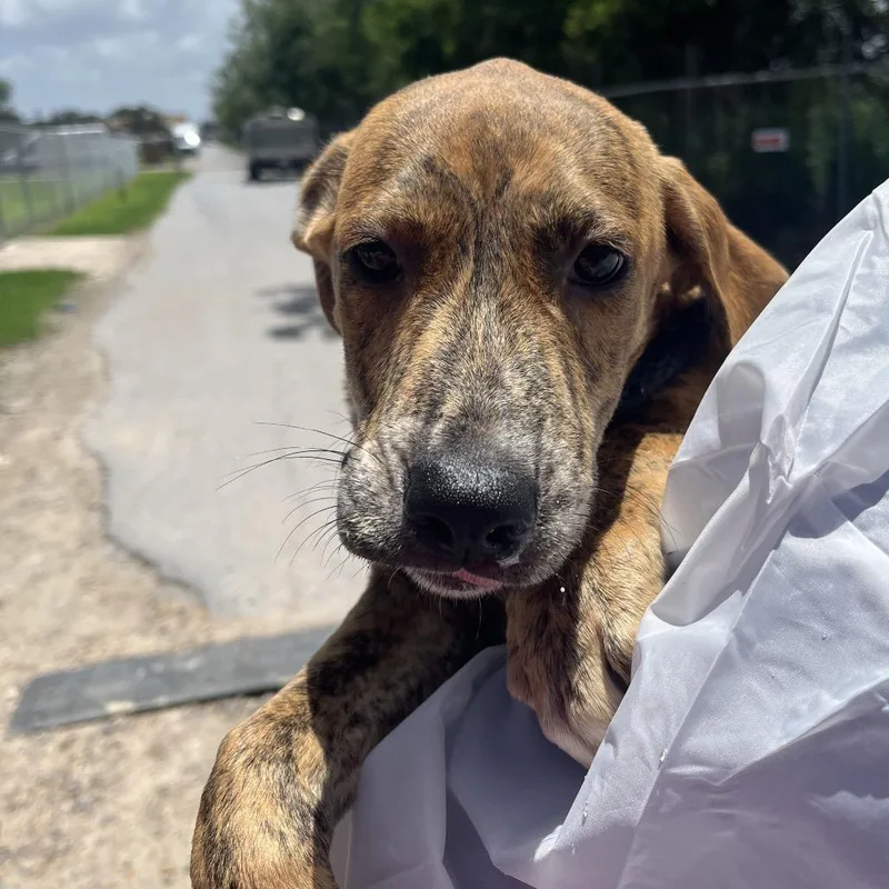 A young small-sized male Shepherd dog named Gin for adoption in Edinburg, TX