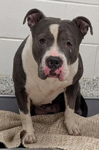 Lulu