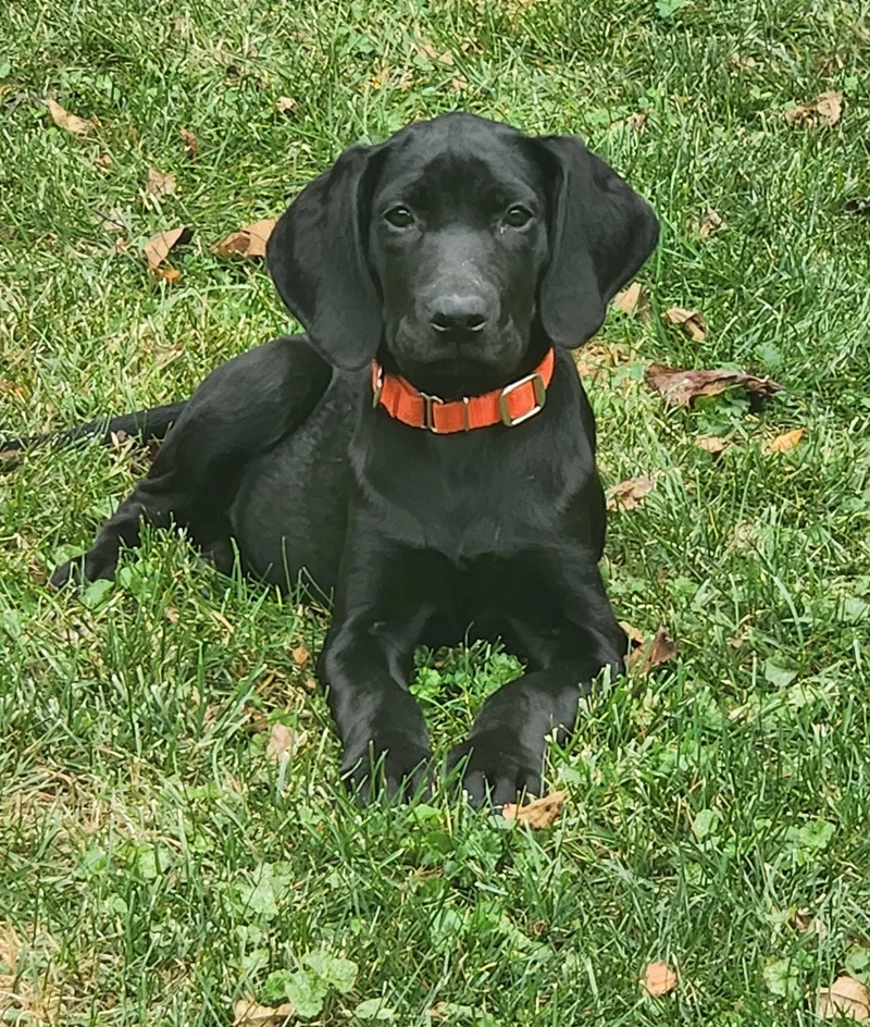 A baby medium-sized female Great Dane dog named Squirt for adoption in Whitestown, IN