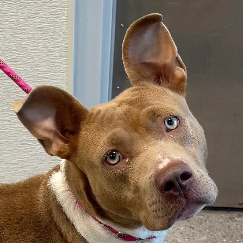 An adult medium-sized female Yellow / Tan / Blond / Fawn Mixed Breed dog named 110520 for adoption in Las Cruces, NM