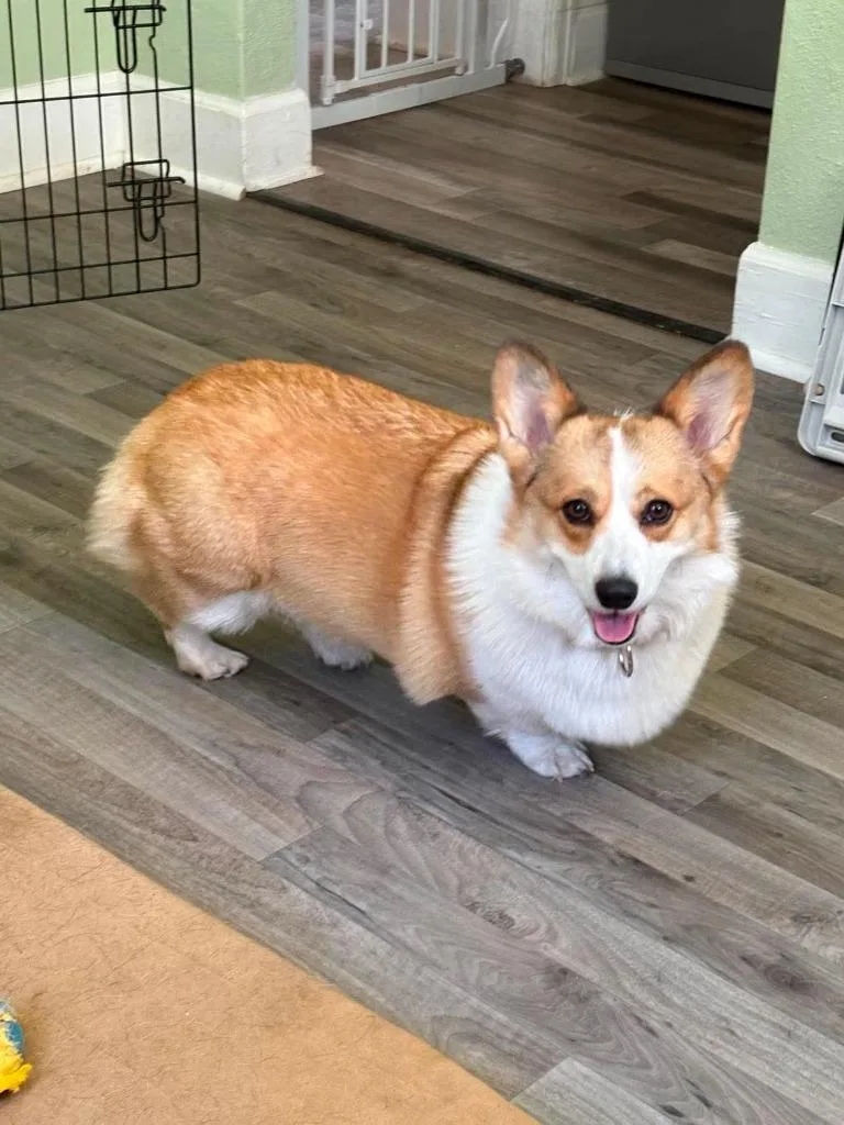 A young small-sized female Corgi dog named Gertie for adoption in Ashland, WI