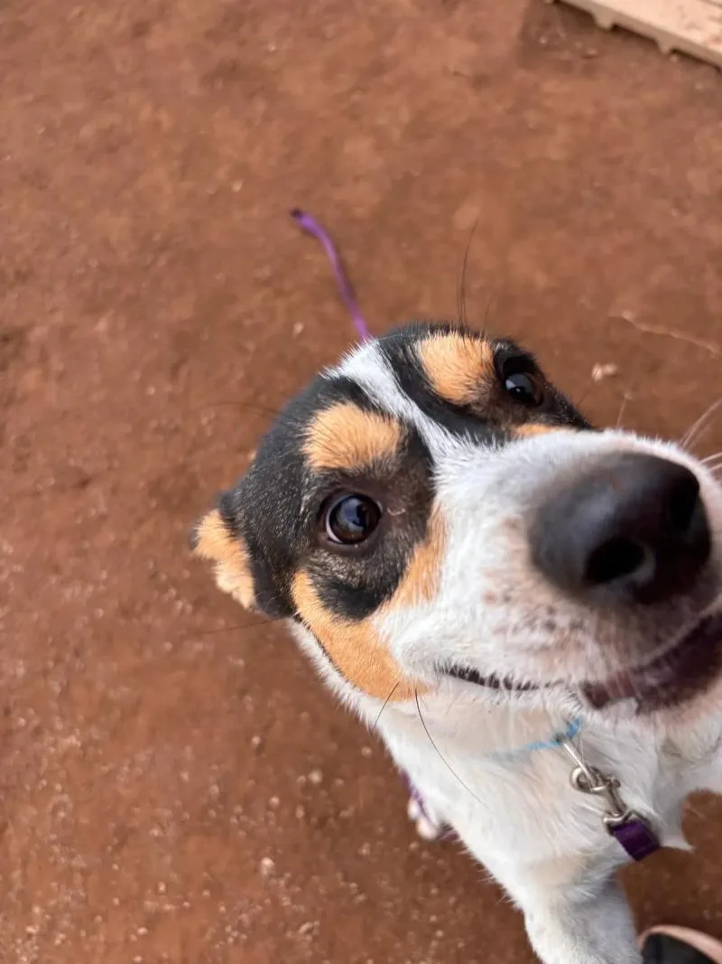 An adult medium-sized male Mixed Breed dog named Dozer for adoption in Hobbs, NM