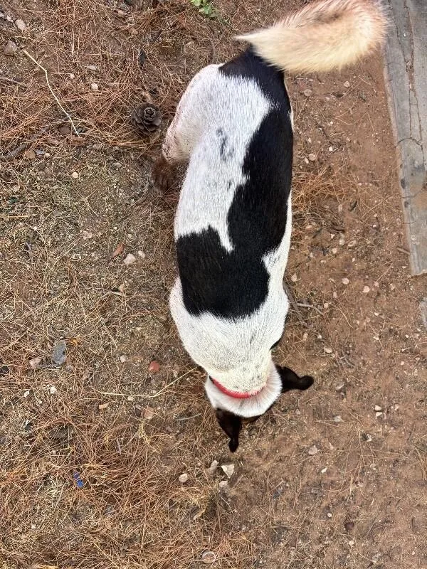 Dozer thumbnail 2