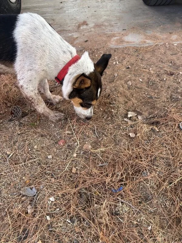 Dozer thumbnail 6