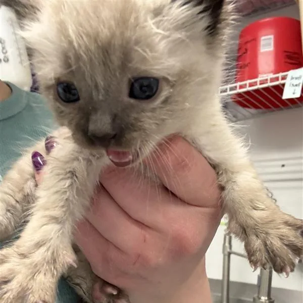 A baby small-sized male Cream / Ivory Domestic Short Hair cat named Fee for adoption in Mount Shasta, CA