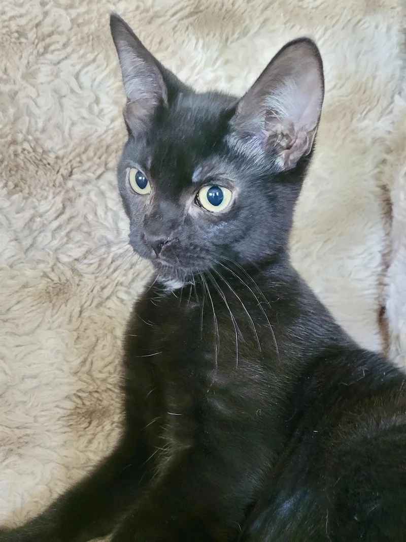 A baby medium-sized female Domestic Short Hair cat named Cat  Eileen for adoption in GILBERTS, IL