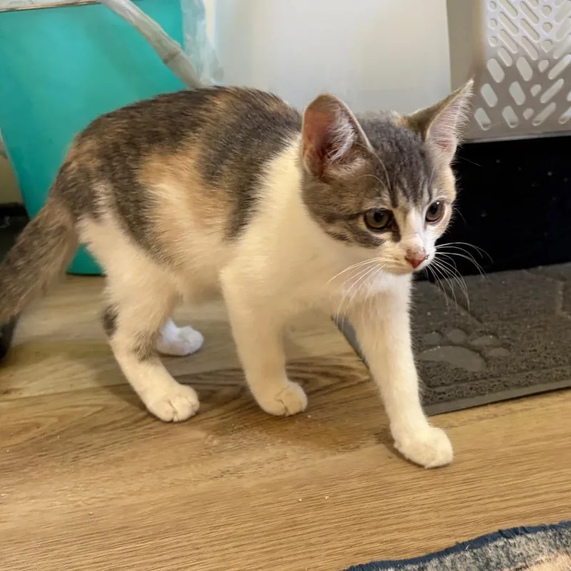 A baby small-sized female Calico Domestic Short Hair cat named Cinnamon for adoption in Grantsville, UT