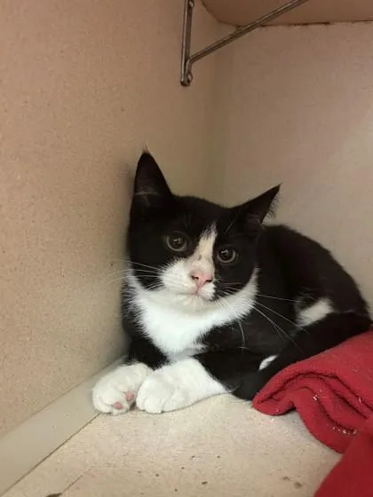 A young small-sized male Domestic Short Hair cat named Jerry for adoption in Quakertown, PA