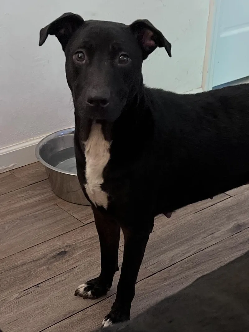 Honeydew thumbnail 3