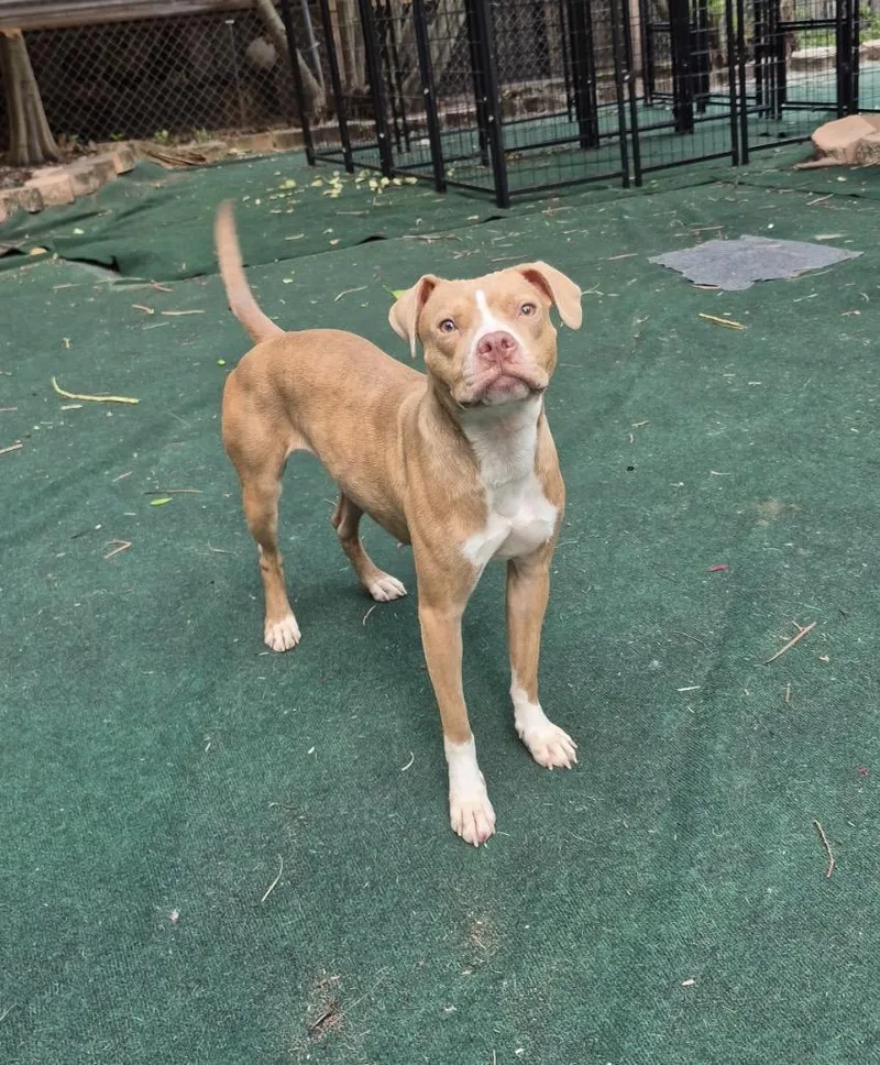 A young medium-sized female American Staffordshire Terrier dog named Sandra for adoption in Lake Worth, FL