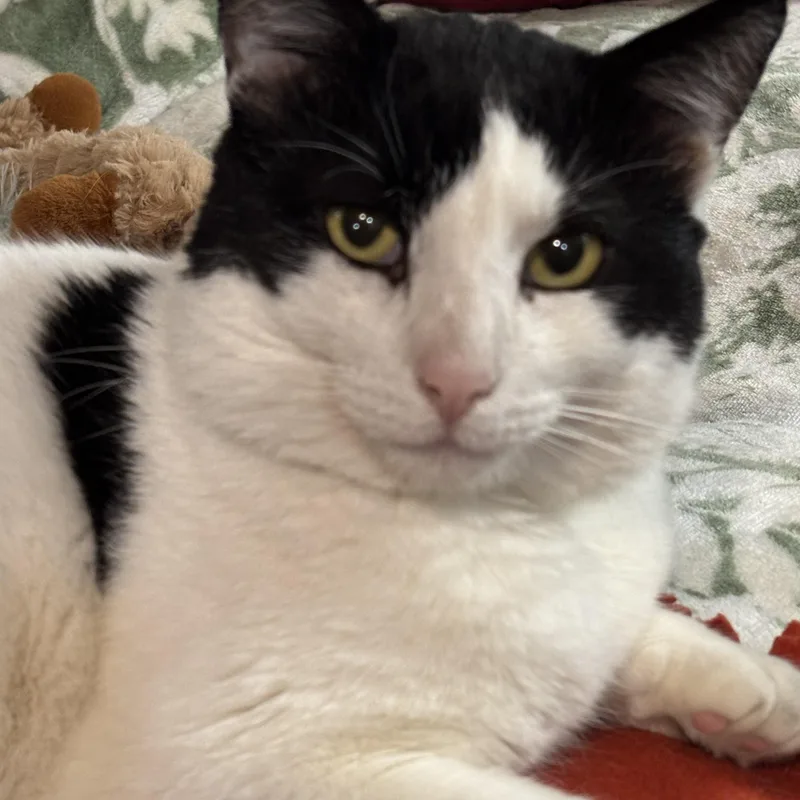 An adult medium-sized male Black & White / Tuxedo Domestic Short Hair cat named Patches for adoption in Tustin, CA