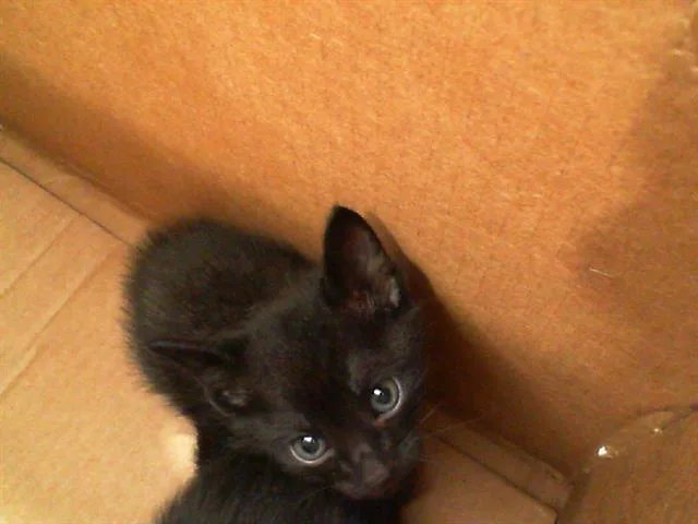 A young medium-sized male Domestic Short Hair cat named Nita for adoption in Dallas, TX
