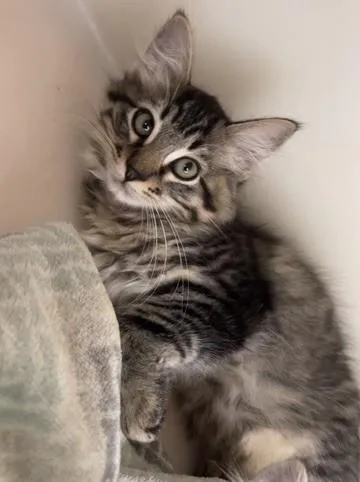 A baby small-sized male Tabby (Brown / Chocolate) Domestic Medium Hair cat named Nickolai for adoption in Hollister, CA