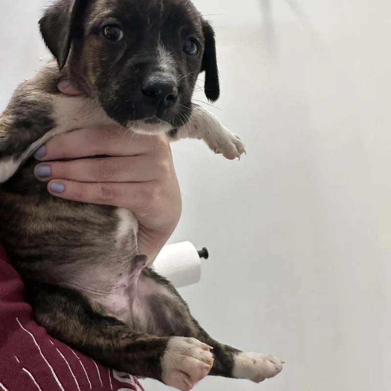 Sir Winston Churchill “london’s thumbnail 2