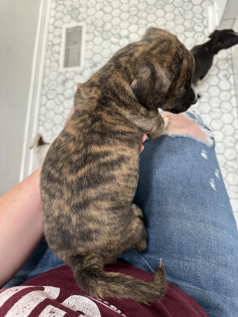 Sir Winston Churchill “london’s thumbnail 3