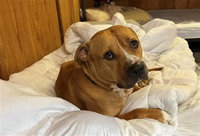 An adult large-sized male Pit Bull Terrier dog named Dakota for adoption in Ocala, FL