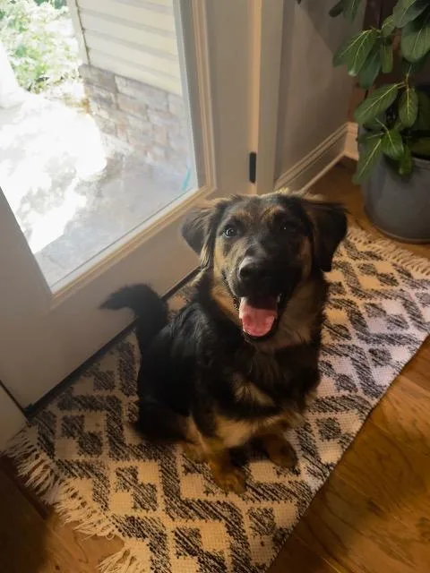 Stella