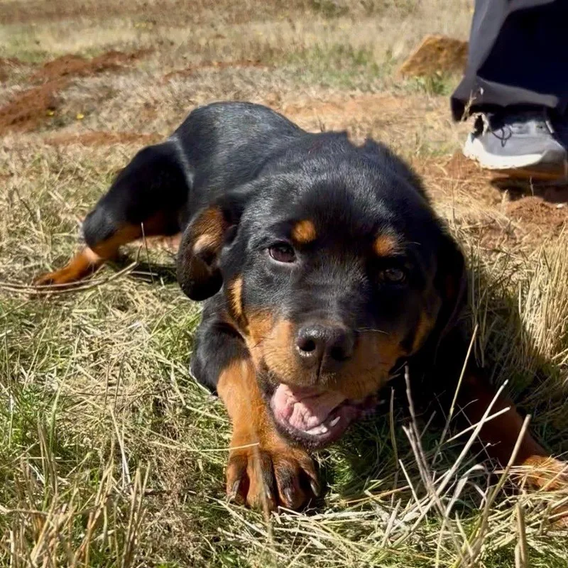 A baby medium-sized female Rottweiler dog named Jolene for adoption in Salem, OR