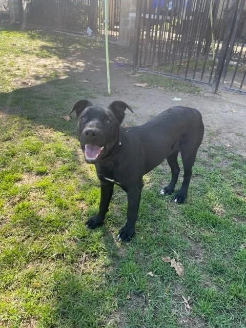 A young medium-sized male Labrador Retriever dog named Alfie for adoption in Riverside, CA